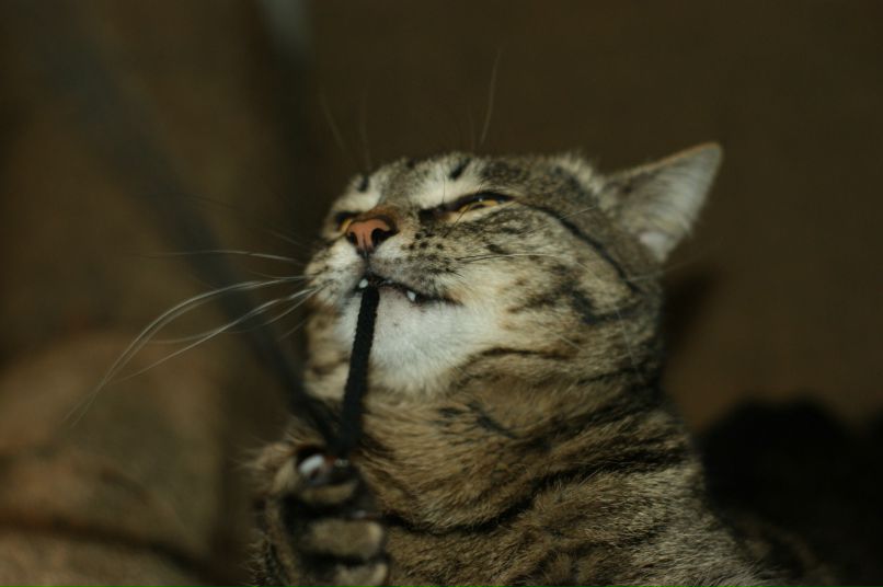 Олег Рубцов | Воронеж