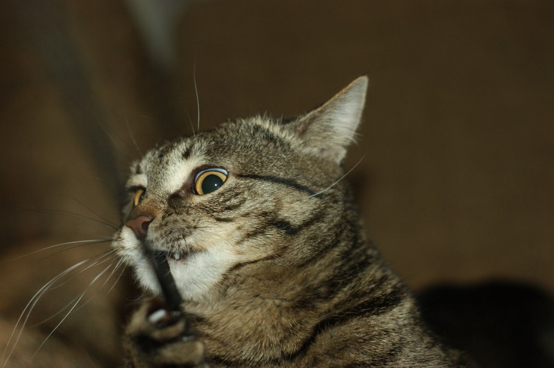 Олег Рубцов | Воронеж