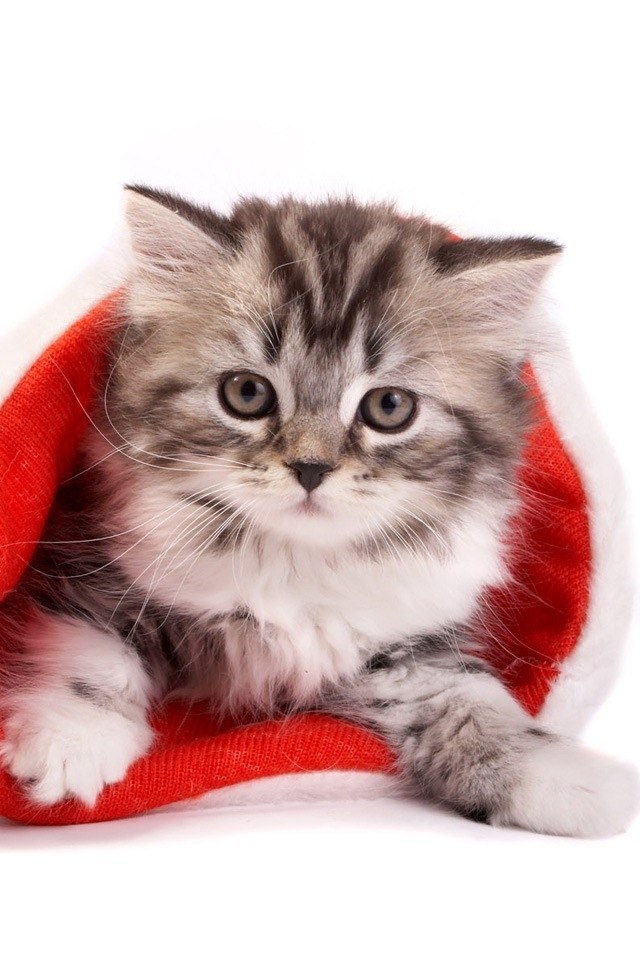 Алёна Вакулич Hаllen | 