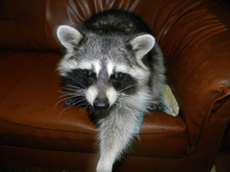 Владимир Некрасов Влад | Рига