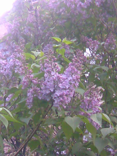 Гульназ Юнусова | 