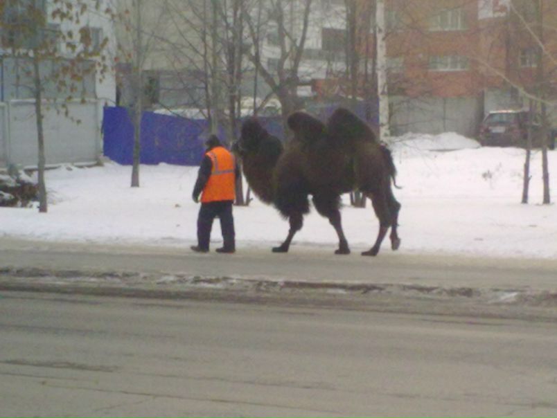 №29, Lyubov Vasilyeva, 35 лет, Екатеринбург №29, Lyubov Vasilyeva, 35 лет, Екатеринбург