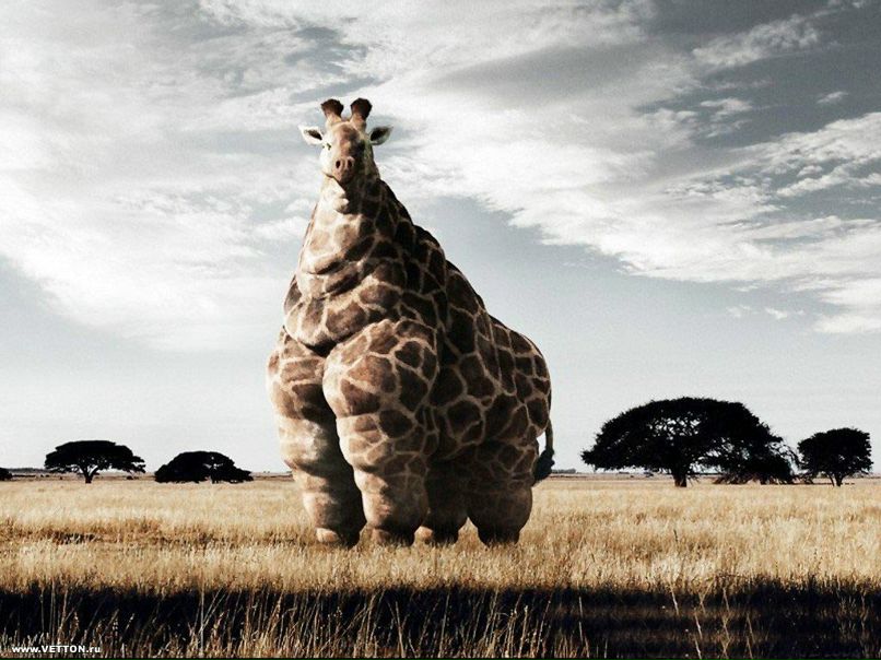 Альберт Талипов | 