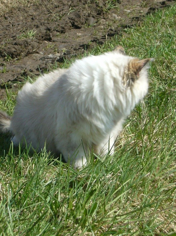 Наталья Викторова | Крестцы