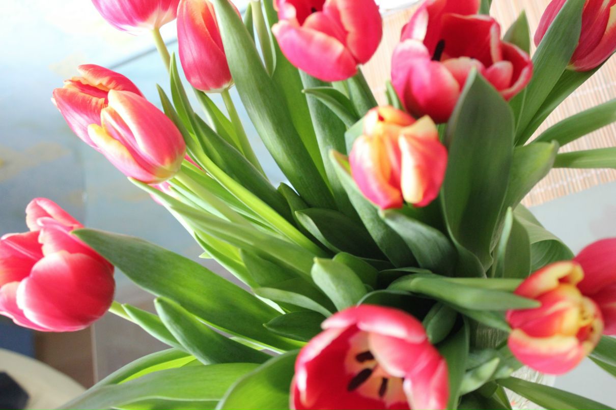 Анна Михеева-Кармадонова | Новосибирск