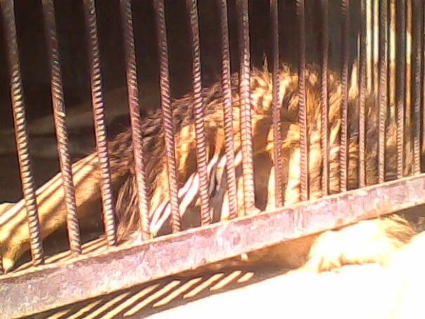 №184, Танюшка Ларін, 32 года, Львов №184, Танюшка Ларін, 32 года, Львов