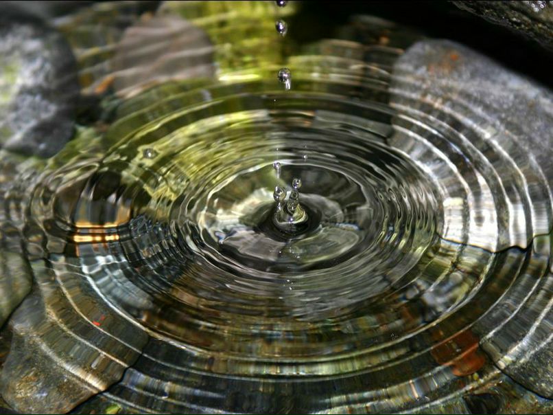 Полина Колибри | 