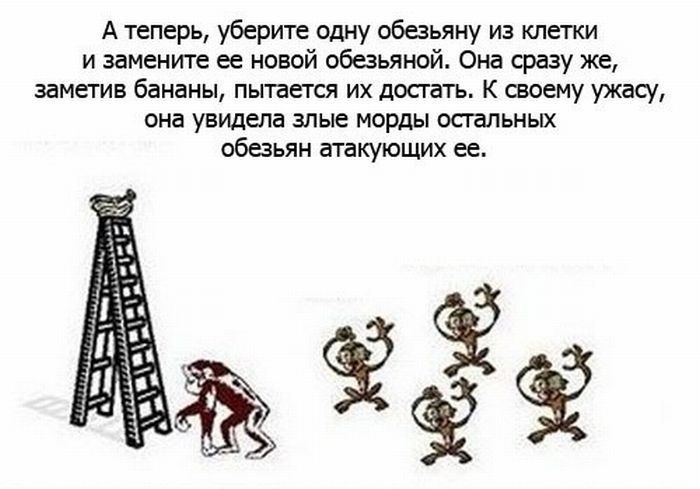 Алиса Бесфамильная | Калининград