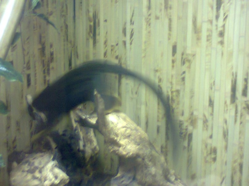 Анна Свищ ✿ܓBaRsY4kA✿ܓ | Харьков