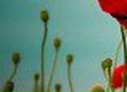 Nadiya Yarema-Chaskovska | Chicago