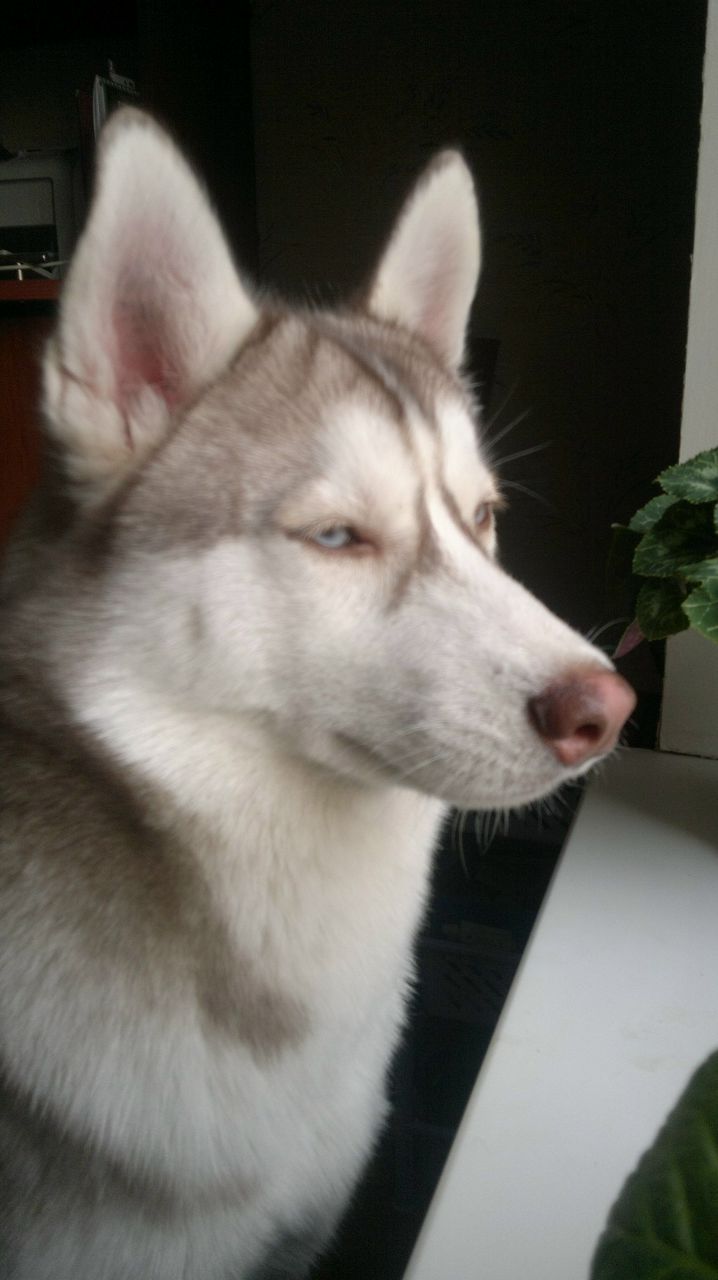 Алёнушка Шилова Лапонька | Санкт-Петербург