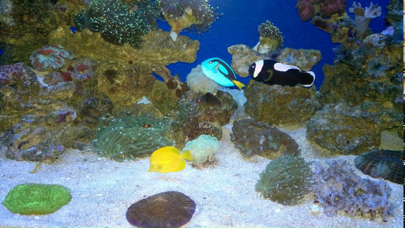 Анатолий Сагатдинов | Санкт-Петербург