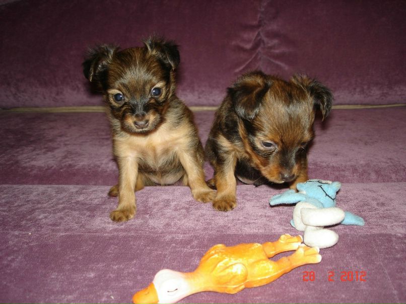 Светлана Самохвалова(Мелехина) | Санкт-Петербург