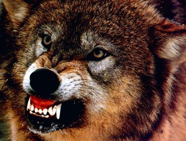 Shin Shin | Кропивницкий / Кировоград