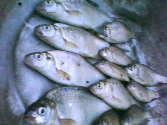 Sveta Korotich | Киев