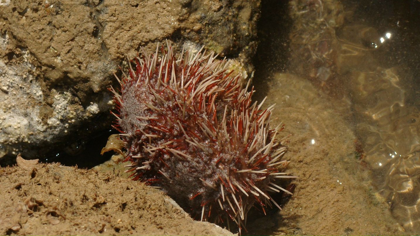 Дмитрий Раков | Москва