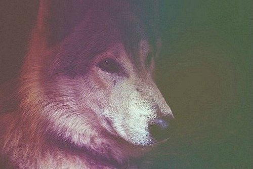 Анастасия Элрик | 