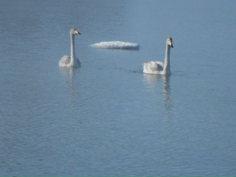 Марина Орлова | Бийск