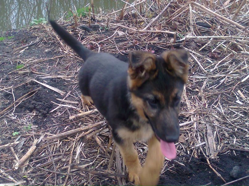 Сергій Шевчук | Збараж