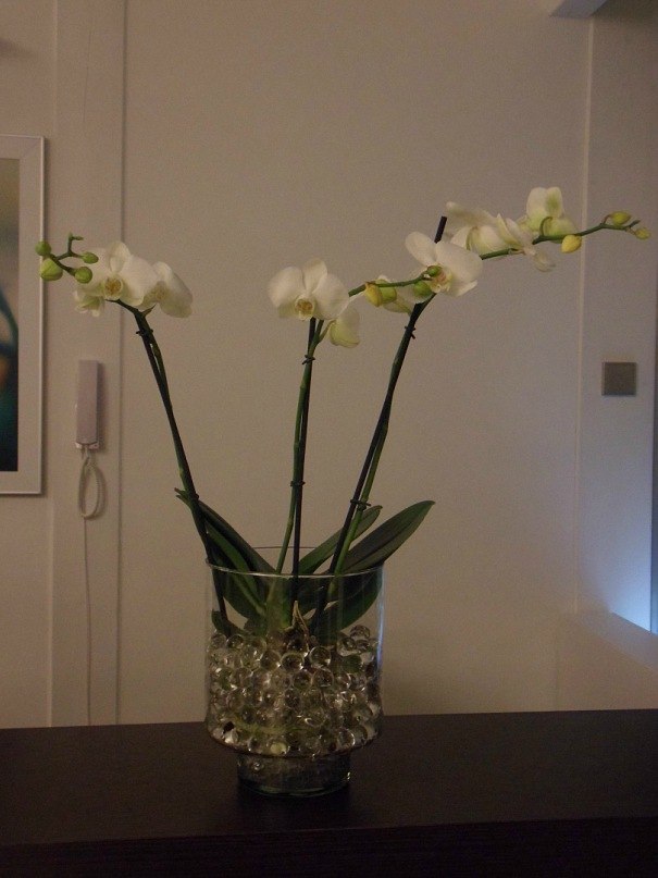 Ольга Пилявская | 