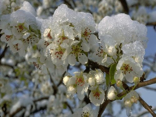 Елена Босак | Черкассы