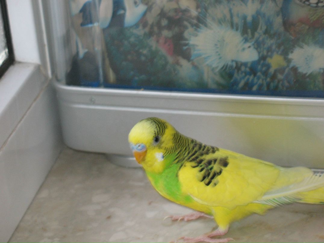 Віталік Палинський | Львов