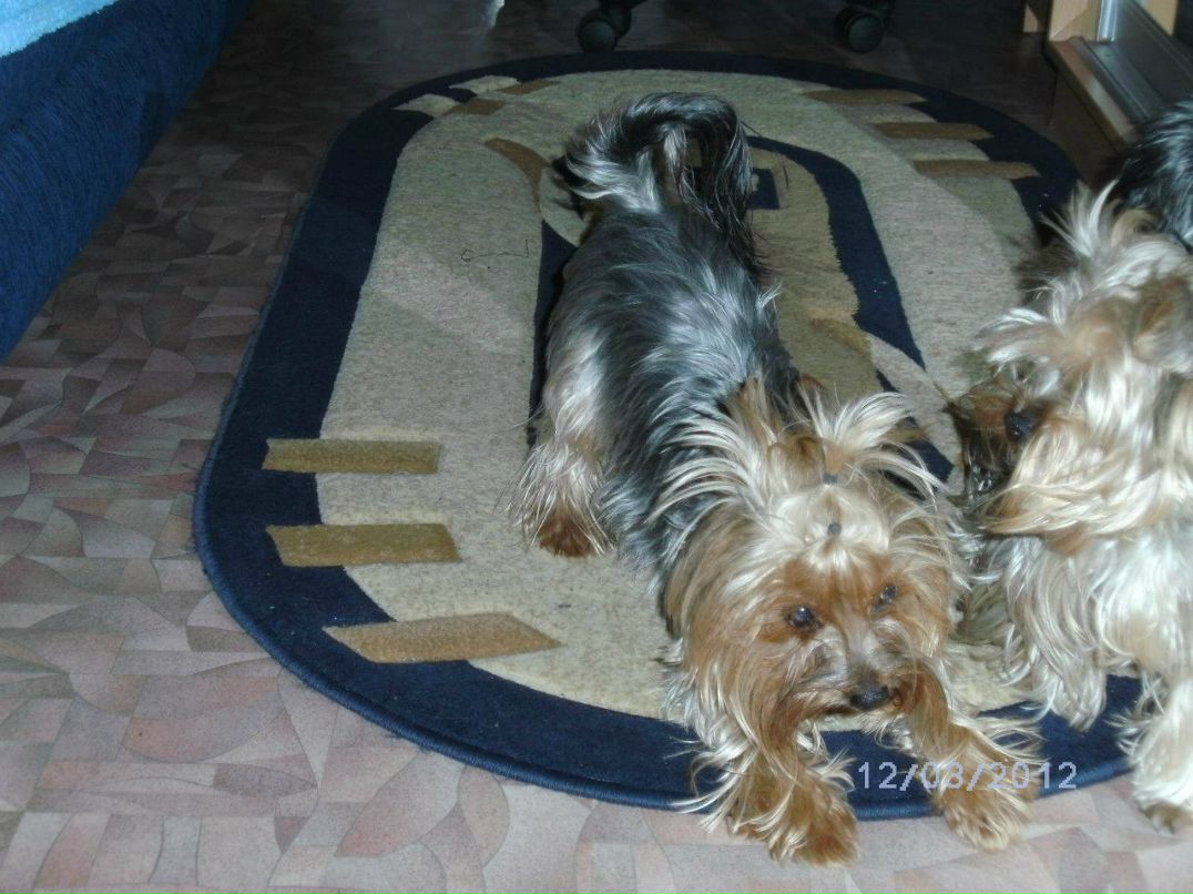 Марина Меньщикова | Каменское / Днепродзержинск