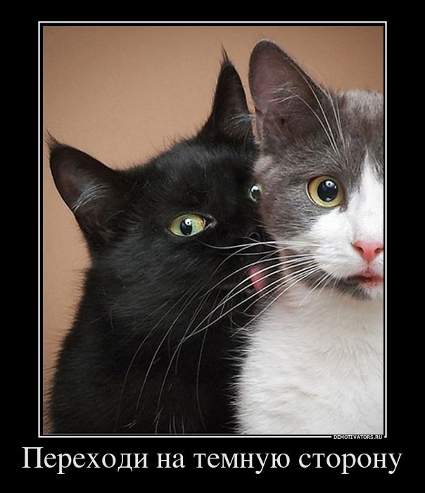 Xoxol Xoxox Шкипер | Севастополь (село)