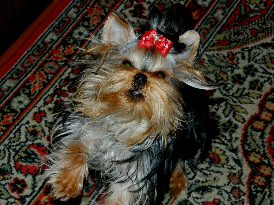 Алина Сибирякова ♥✈_aLINKa_kARTINKa_✈♥ | Иркутск