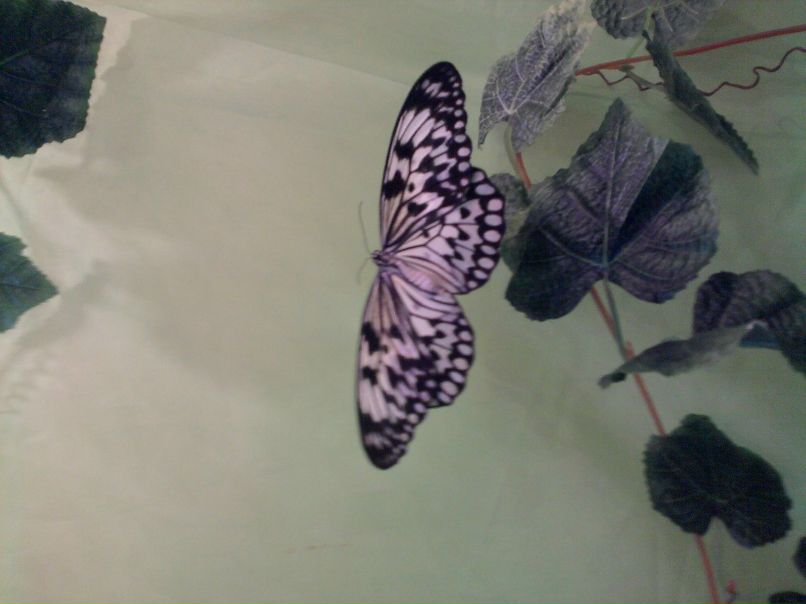 Катя Клименко | 