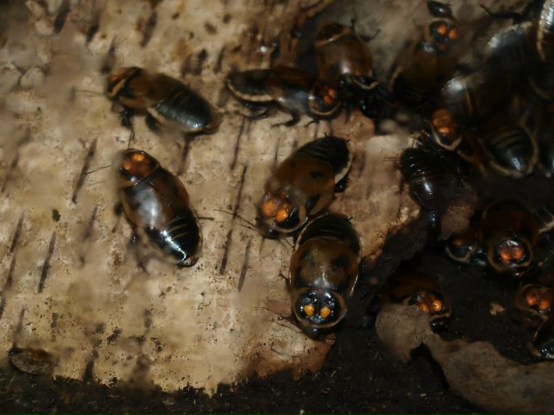 Резеда Сафиуллина | Казань