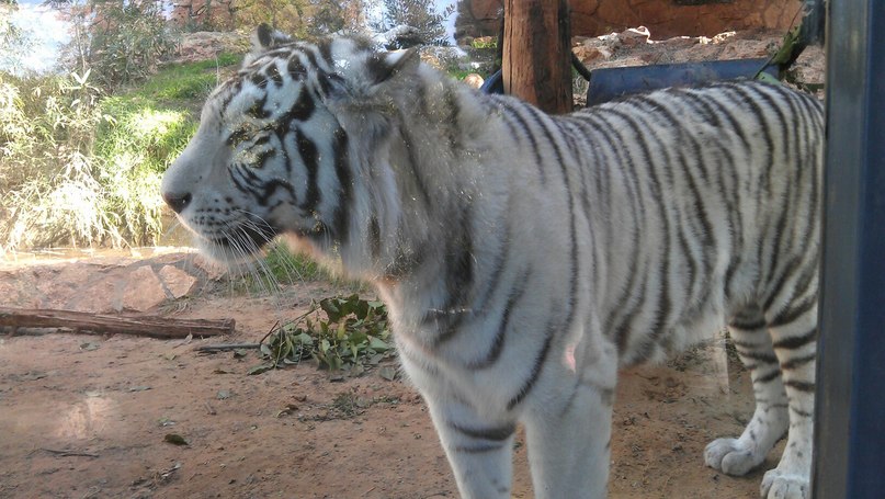 Михаил Чеботарский | Нетания