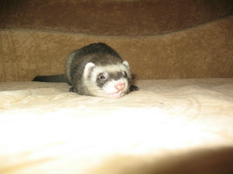 Светлана Трофимова | Санкт-Петербург