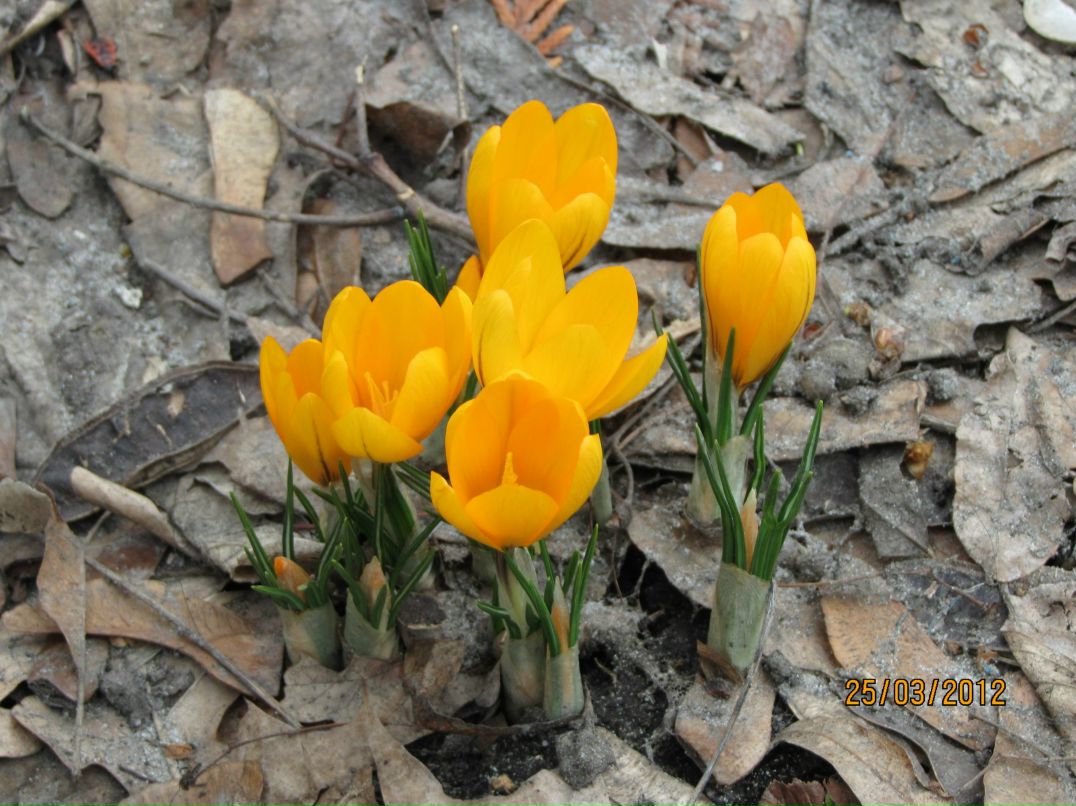 Яна Ященко | Чернигов