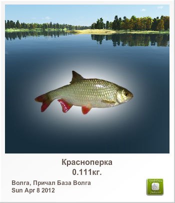 Ирина Савель | 