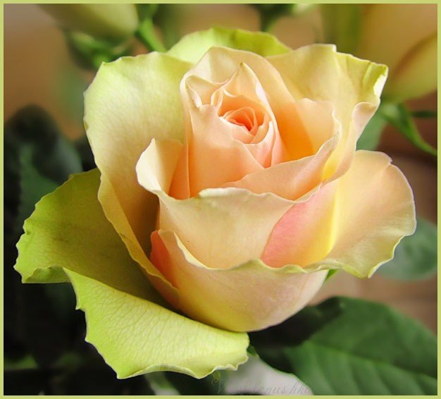 Татьяна Кутепова | 