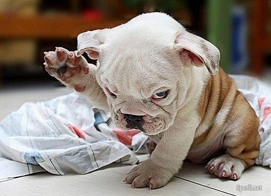 Кристина Герих | New York City