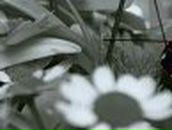 Леся Лаухина | 