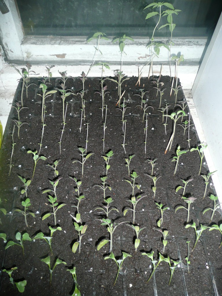 Viktor 3EPHOB ॐ TERRORIST ॐ | Донецк