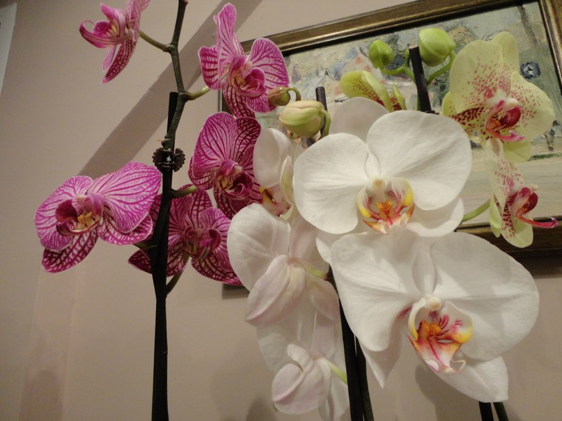 Анна Романова | Воронеж