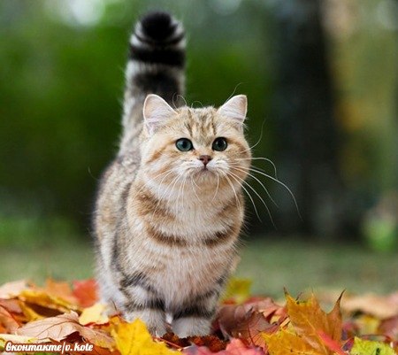 Вероника Смирнова | Великий Новгород