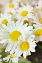 №23 Анна Черных 24.05.1990: профиль, фото, статус - ВКонтакте