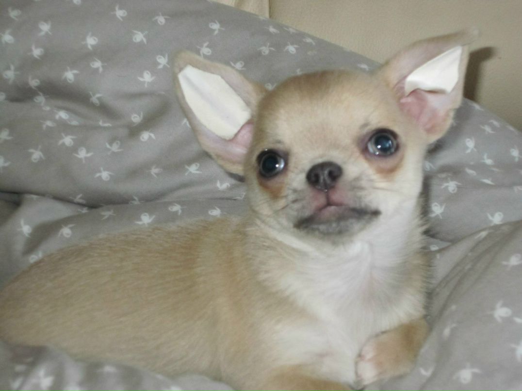 Елена Аврова | Санкт-Петербург