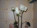 Фотография Ясное Солнышко