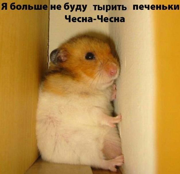 Ксения Силаева ******* | Санкт-Петербург