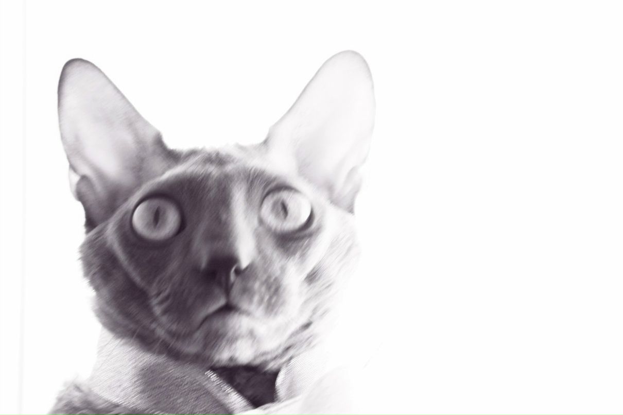 Анна Ривилис | Москва