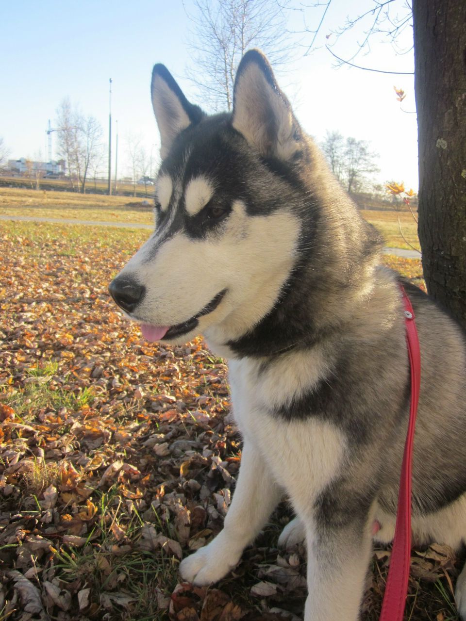 Александр Леоненко | Минск