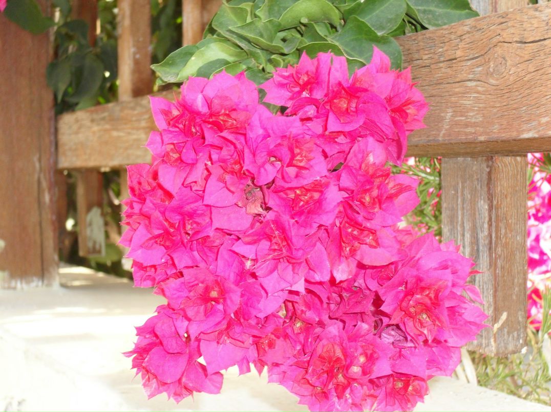 Наталья Гончарова | Санкт-Петербург