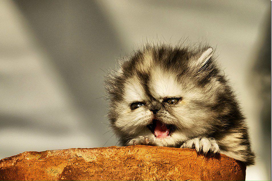 Sergiusz Waśko | Rybnik