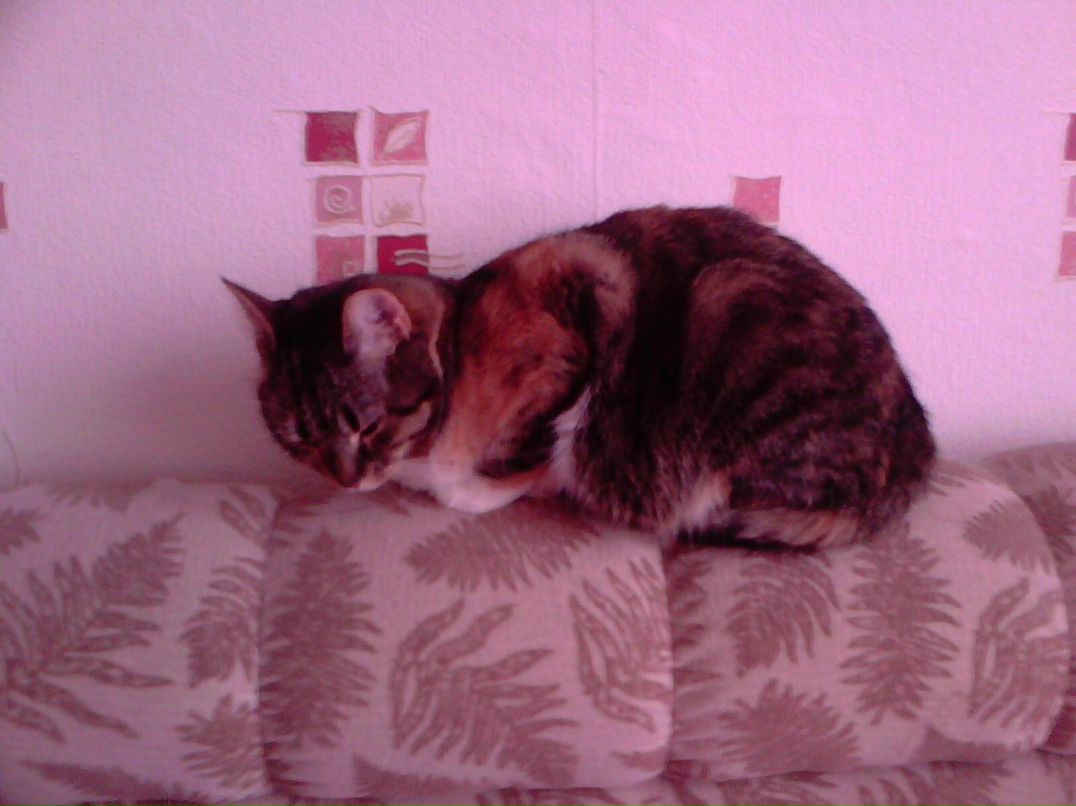 Дима Лавков z | Санкт-Петербург